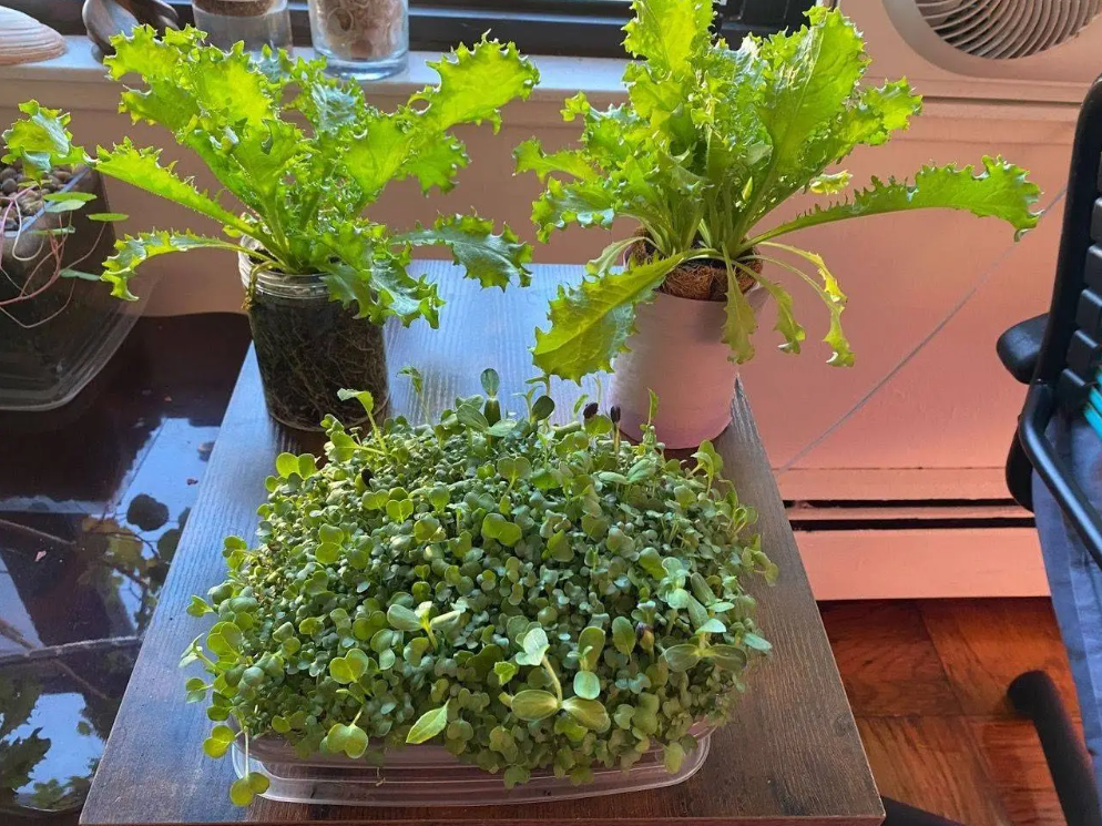 Image of microgreens and other greens from a home grow-kit