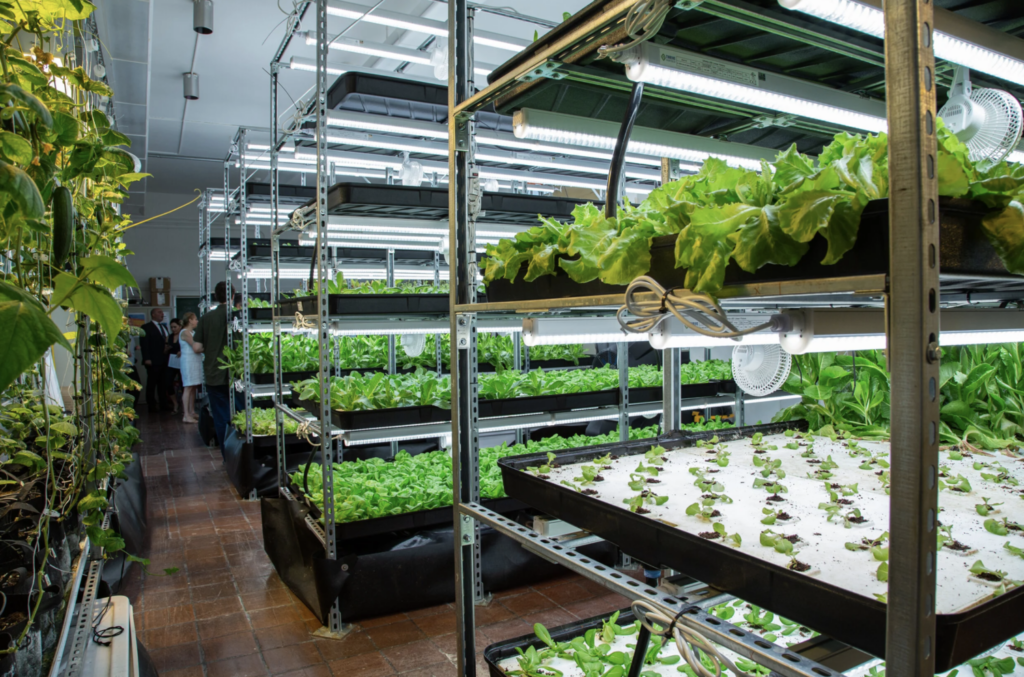 Image of one of TFFJ's hydroponic farm systems with leafy greens
