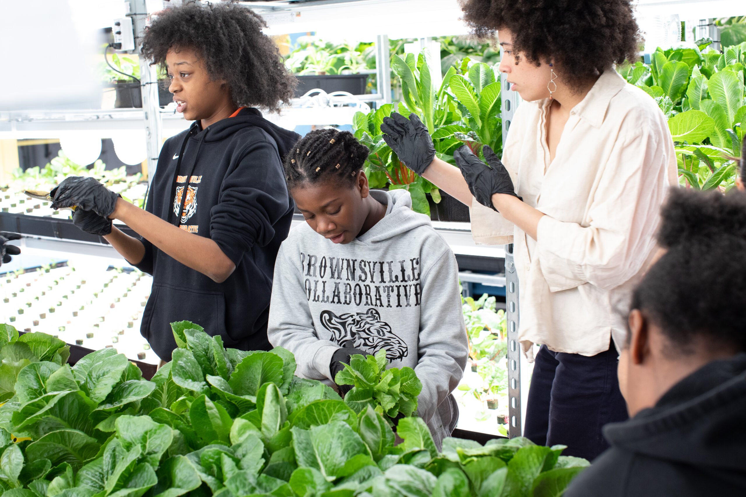 Students at Brownsville Collaborative Middle School work on Teens For Food Justice's indoor hydroponic farm at the school.