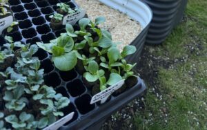 A hydroponic farm setup inside a school building.